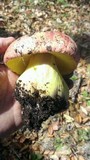 Boletus regius image