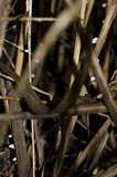 Tetrapyrgos subdendrophora image