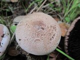 Agaricus californicus image