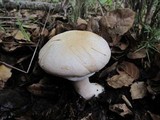 Agaricus albolutescens image