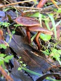 Gymnopus brassicolens var. brassicolens image