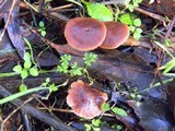 Gymnopus brassicolens var. brassicolens image