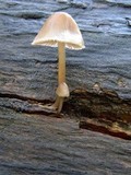 Mycena maculata image