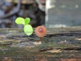 Mycena maculata image