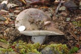 Russula cyanoxantha image