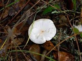 Hygrophorus eburneus image
