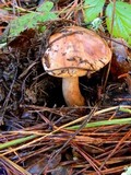 Tricholoma muricatum image