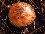 Tricholoma muricatum image