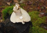Russula cyanoxantha image