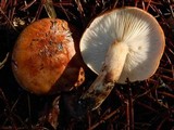 Tricholoma muricatum image