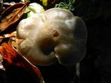 Entoloma lividoalbum image