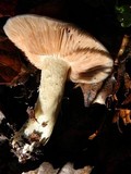Entoloma lividoalbum image