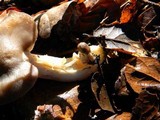 Entoloma lividoalbum image