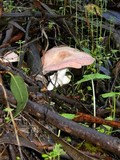 Agaricus hondensis image