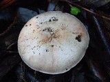 Agaricus hondensis image
