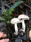 Agaricus hondensis image