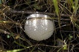 Lycoperdon marginatum image
