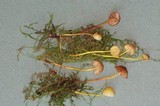 Mycena griseoviridis image