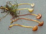 Mycena griseoviridis image