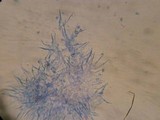 Mycena griseoviridis var. cascadensis image