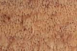Ceraceomyces borealis image