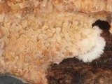 Ceraceomyces borealis image