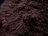 Phlebia rufa image