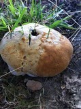Inonotus dryadeus image
