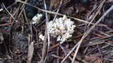 Clavulina coralloides image