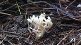 Clavulina coralloides image