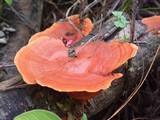 Pycnoporus sanguineus image