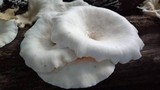 Lentinus sajor-caju image