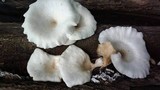 Lentinus sajor-caju image