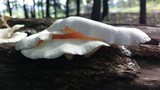 Lentinus sajor-caju image