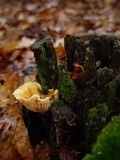 Hygrophoropsis aurantiaca image