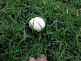 Stropharia coronilla image