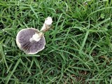 Stropharia coronilla image