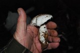Amanita smithiana image