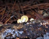 Gymnopilus sapineus image