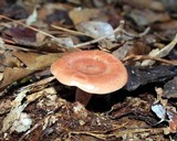 Lactarius rufus image