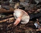 Lactarius rufus image