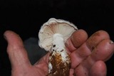 Amanita smithiana image