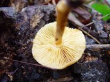 Gymnopilus sapineus image