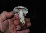 Amanita smithiana image