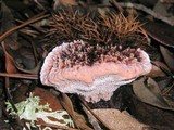 Hydnellum peckii image