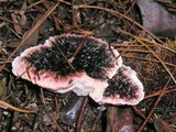 Hydnellum peckii image