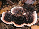 Hydnellum peckii image