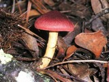 Cortinarius smithii image