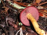 Cortinarius smithii image