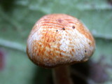 Agaricus diminutivus image
